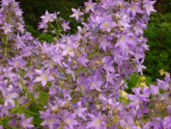 2013-08-18_Regina-F-Rau_Schachen_Blumen  (111).JPG
